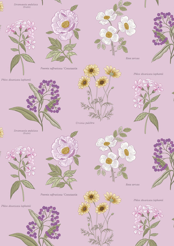 Lewis & Irene Botanic Garden--Botanic Flowers on Lilac